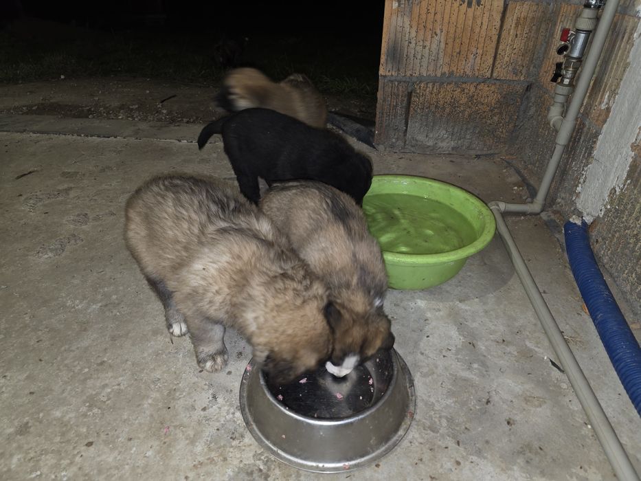 Pieski - owaczrek podhalański