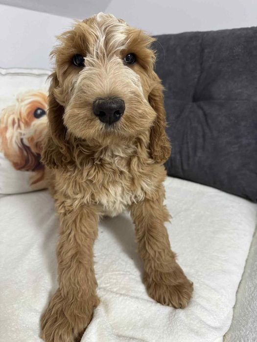 Cockapoo Gotowe do odbioru