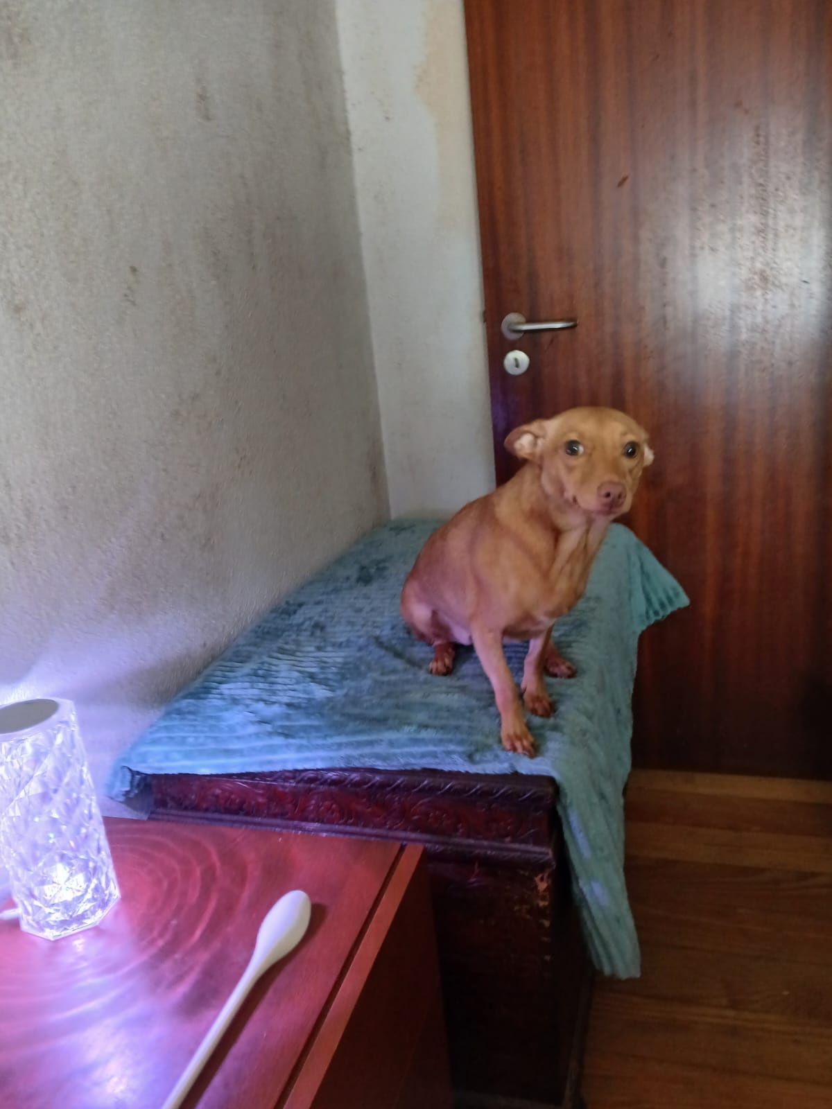 Para adoção cão raçado perdigueiro com 18 meses tem chip
