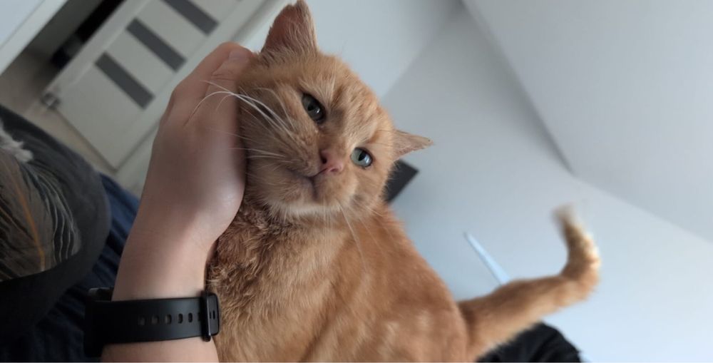 Kot Rudi nie chce wracac na dwor!