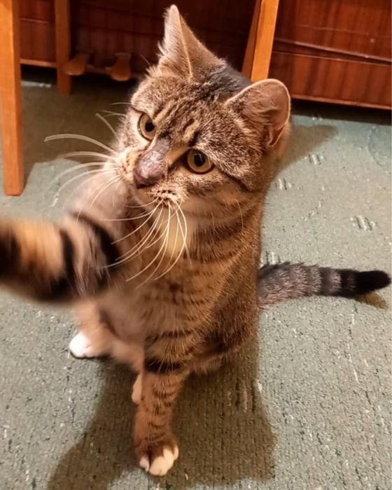 Дууууже ласкава Молоденька стерилізована киця