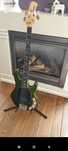 MusicMan stingray