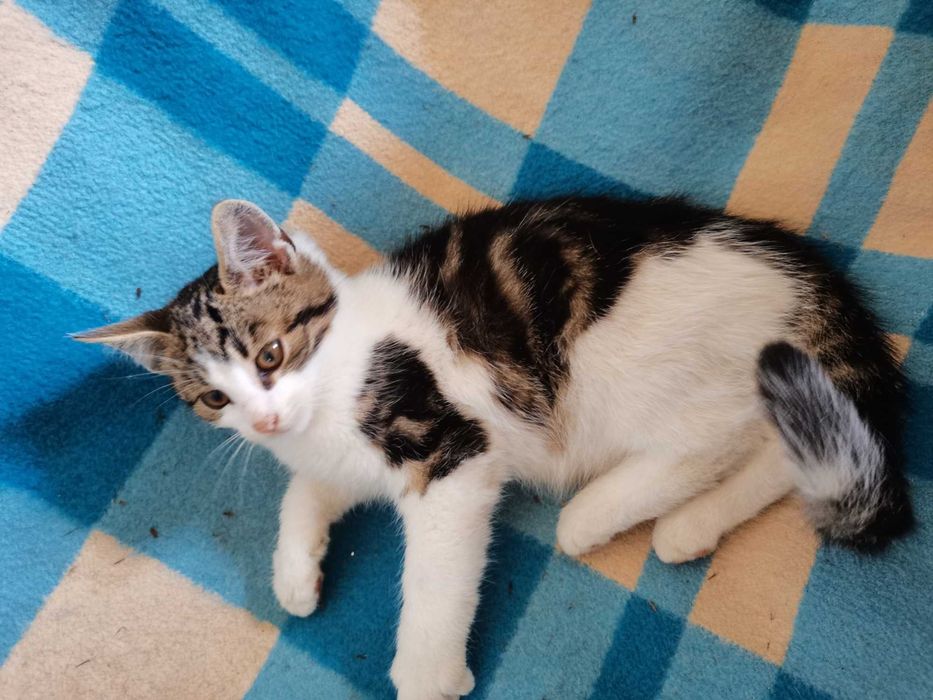 Kotki szukają domków