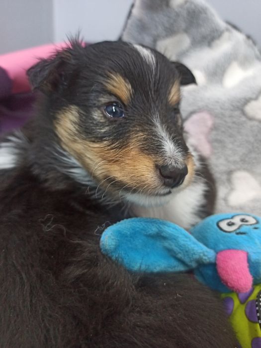 Owczarek Szetlandzki Sheltie piesek trikolor