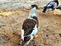 Kaczki call duck