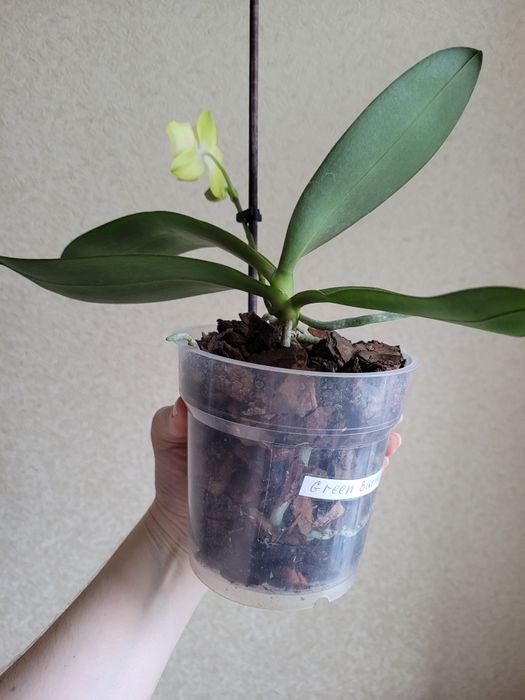 Орхідея. Phal. Yaphon Green Batman метелик. Квітне.