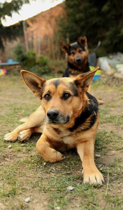 Lubczyk i Tymek pieski w wieku 1-2 lat.w typ.owczarka Asia Majchrz.