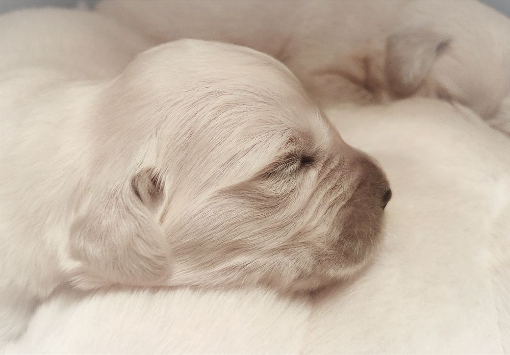 Pies szczenię golden retriever