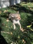 Chihuahua macho com lop