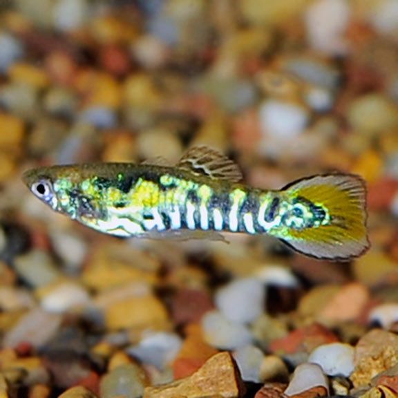 Endler tigre FanTail