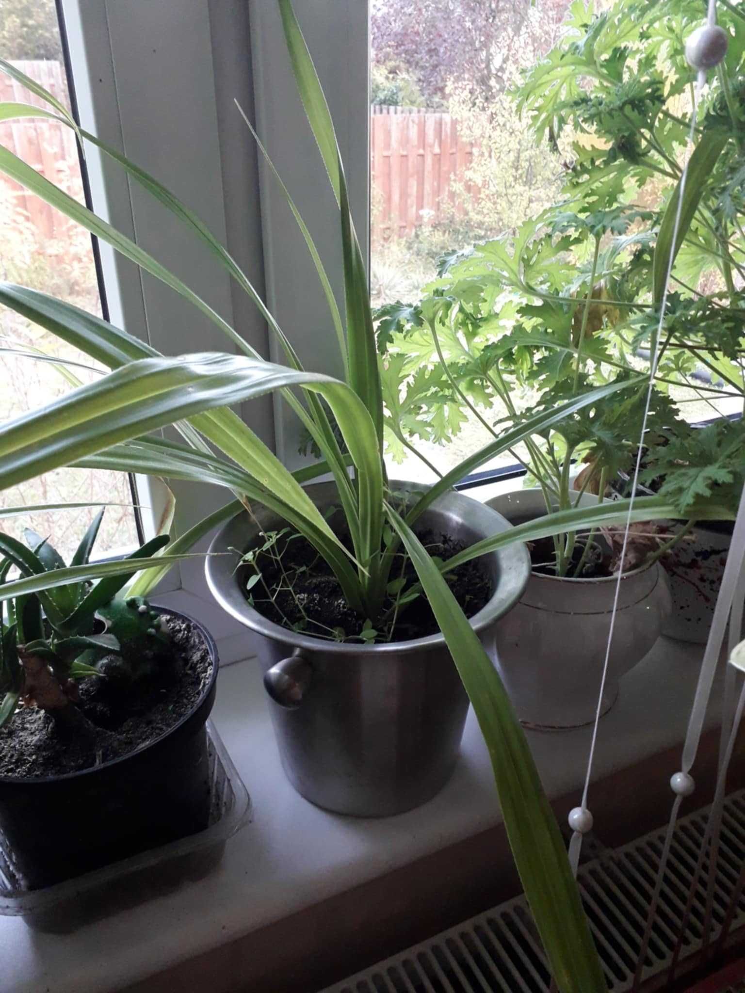 roslina doniczkowa Pandan, roslina w typie palmy -draceny