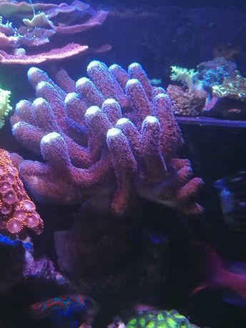 Stylophora Milka szczepki koralowce akwarium morskie Czernica
