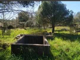 Terreno rustico isolado para venda castelo branco  (Benquerenças)