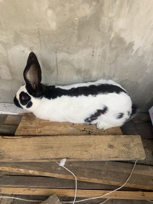 Samiec srokacz młody