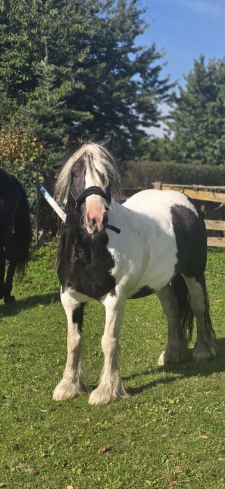 Cudowny kucyk Meggi poleca się do dzierżawy