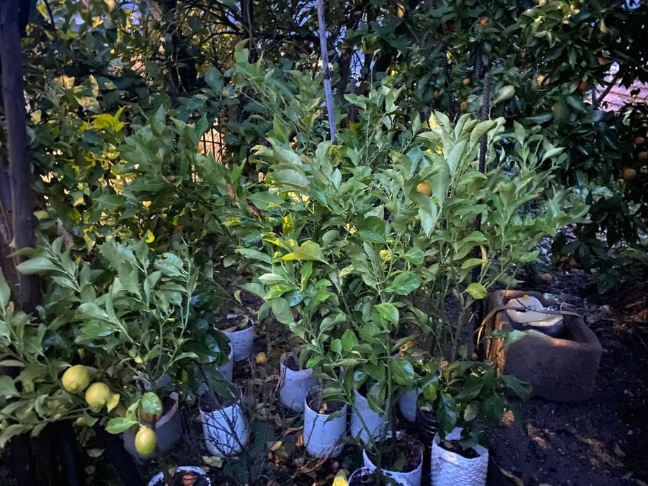 Mudas de limoeiros,laranjeiras e tangerinas - qualidade garantida
