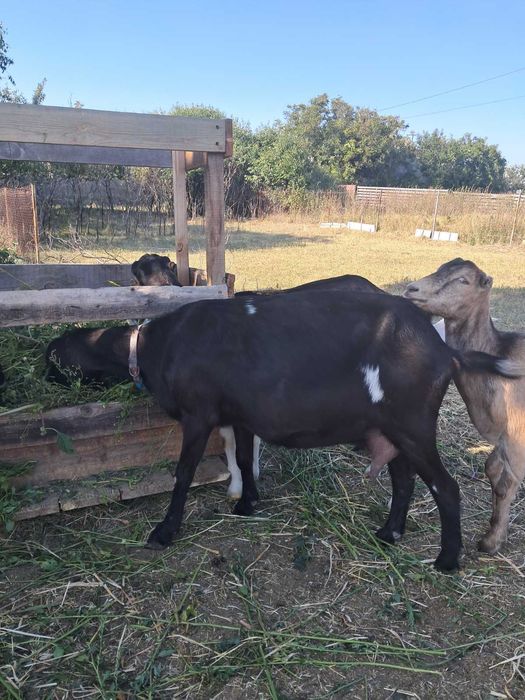 Продам козу Ламанчи