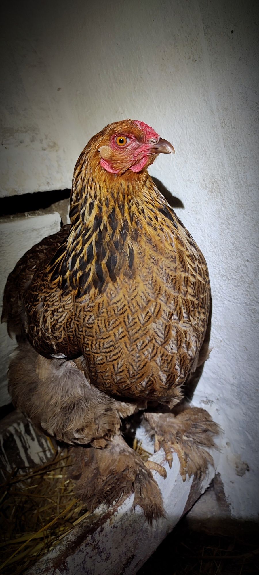 Sprzedam jaja lęgowe Brahma