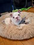 Buldog angielski sunia merle