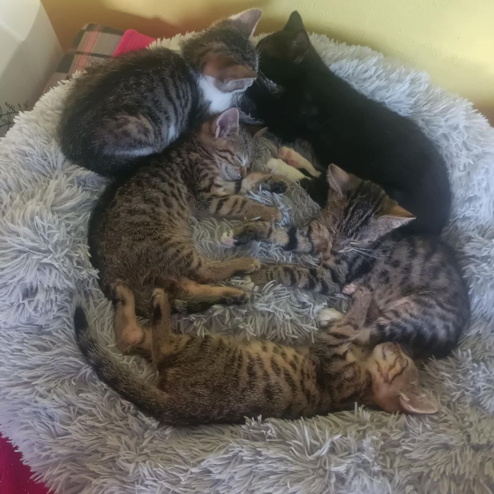 Do pilnej adopcji stado kociaków