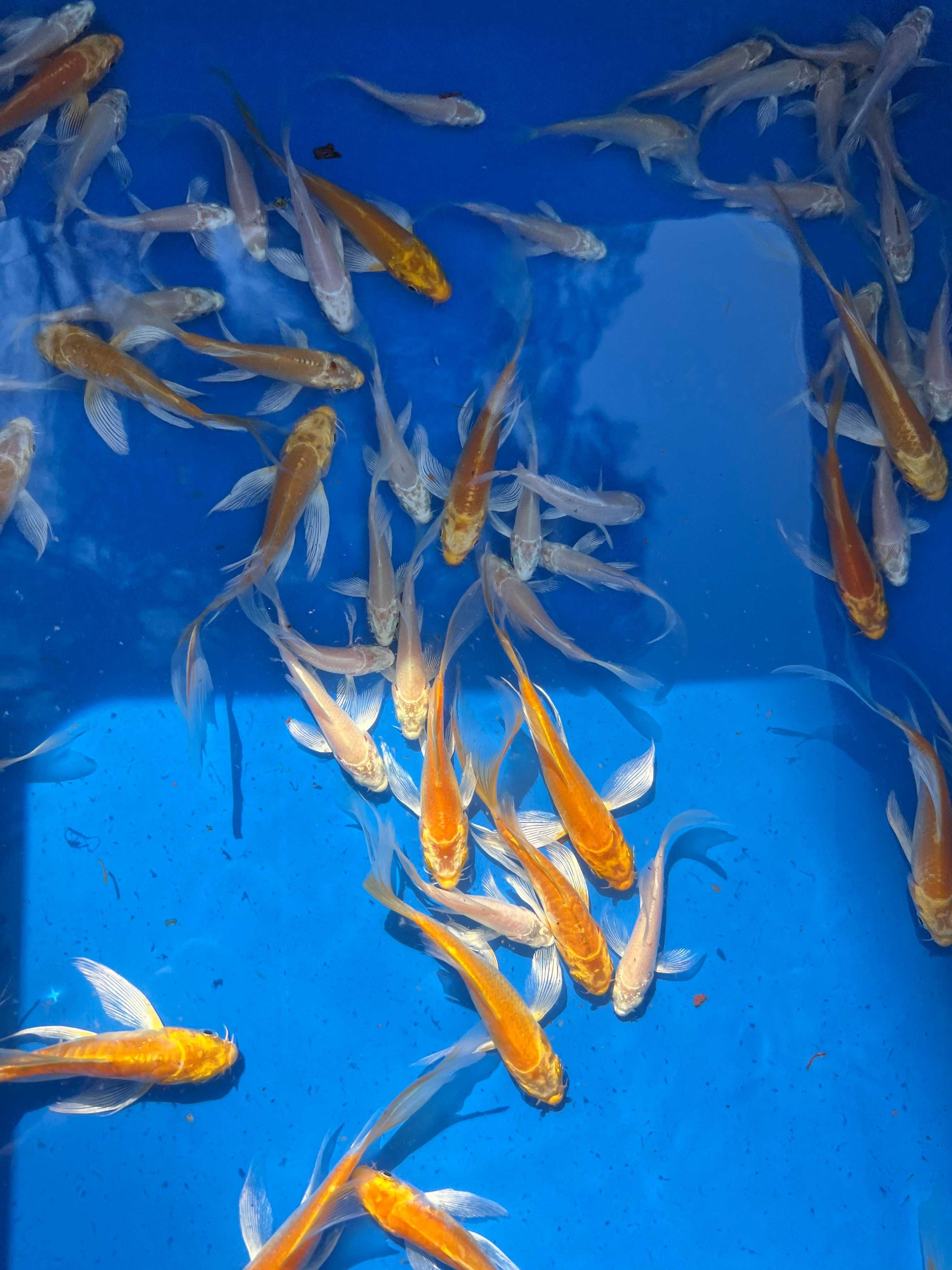 Oryginalne karpie koi