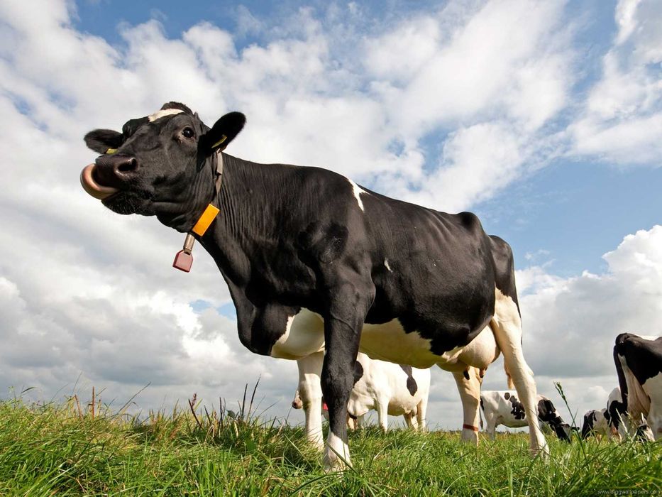 wysłodki buraczane mokre