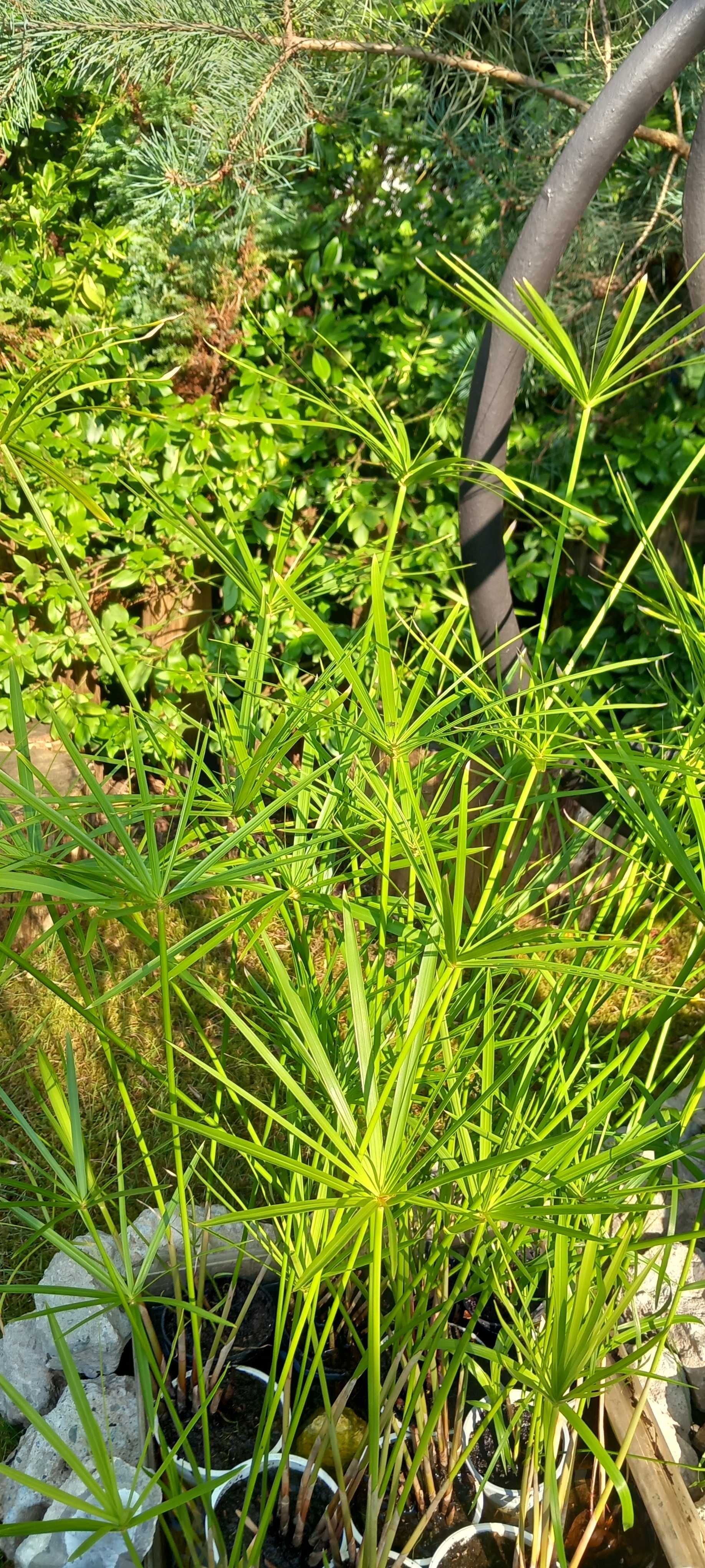 Papirus(Cibora)-także do oczka wodnego)