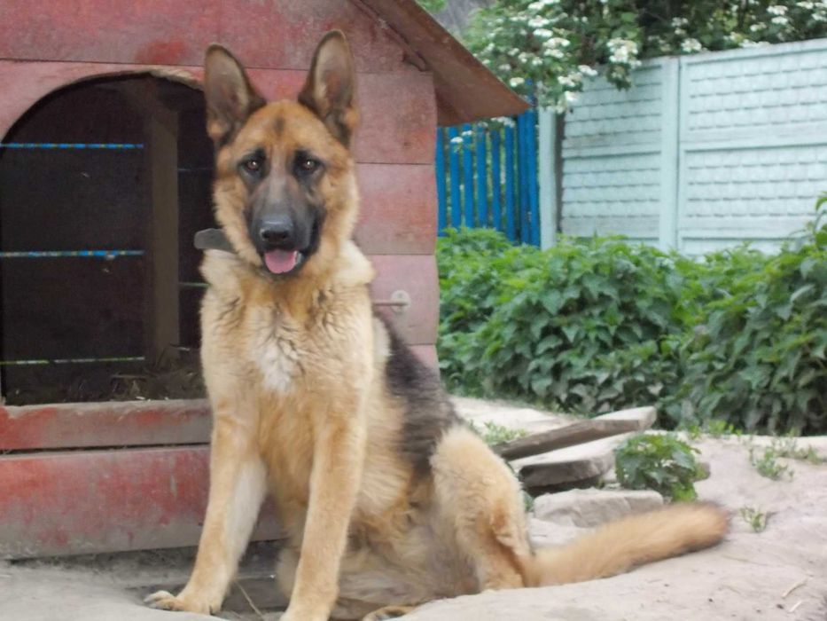 Вівчарки з розплідника, цуценята