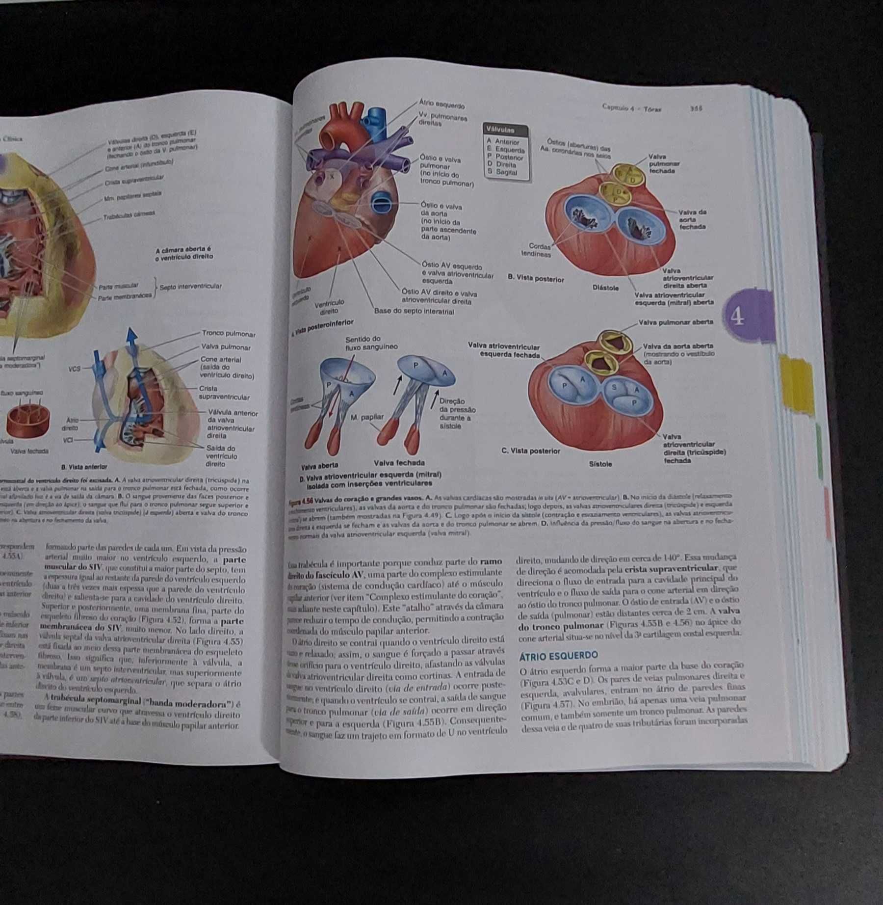 Moore Anatomia, oitava edição