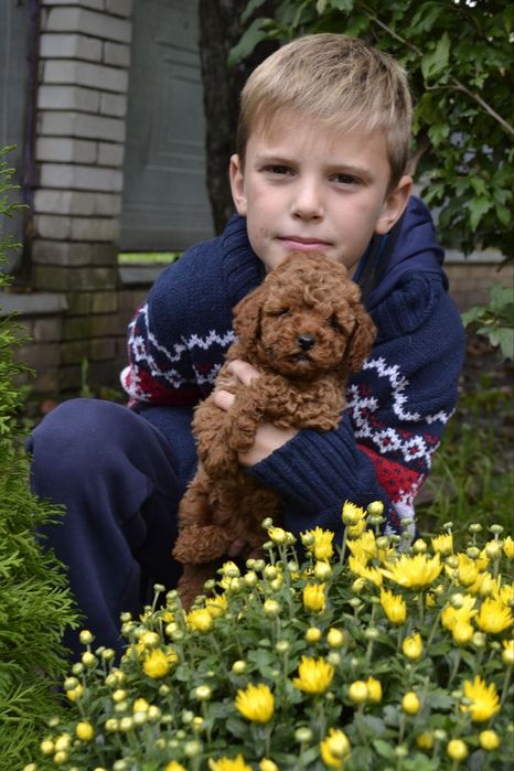 Той пудель Ред браун хлопчик