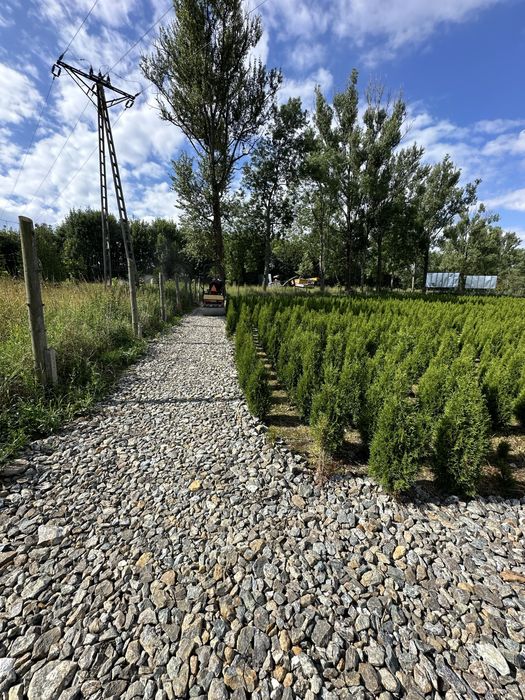 Tuja szmaragd ogodzenie żywopłot transport sadzenie