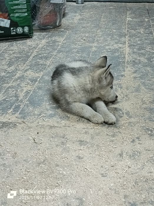 Цуценята хаскі ХасенятаВіддам в турботливу та люблячу сім'їю