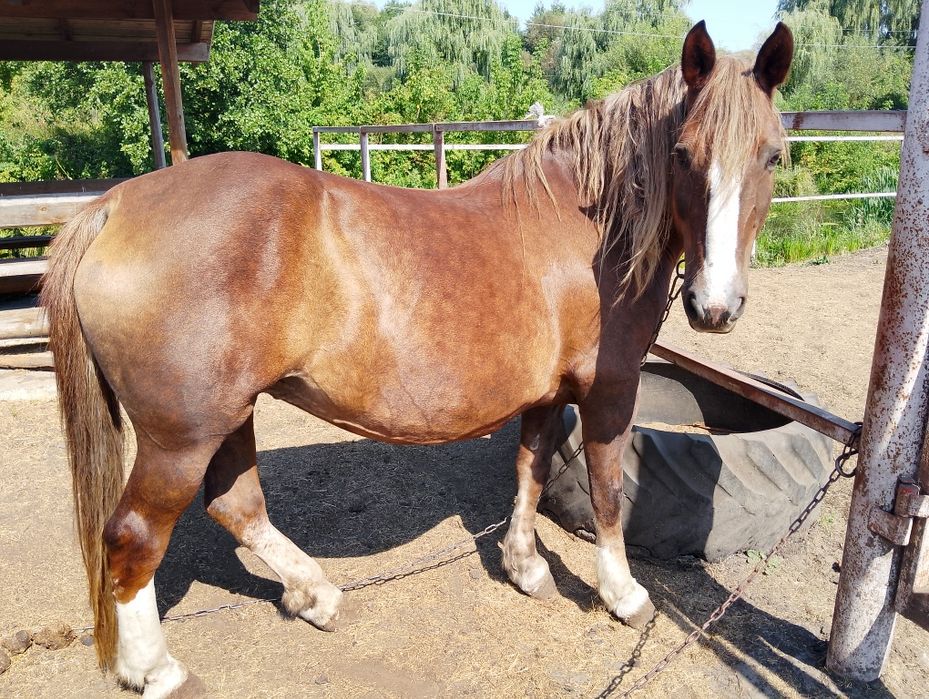 Продам коней кобил кінь жеребця