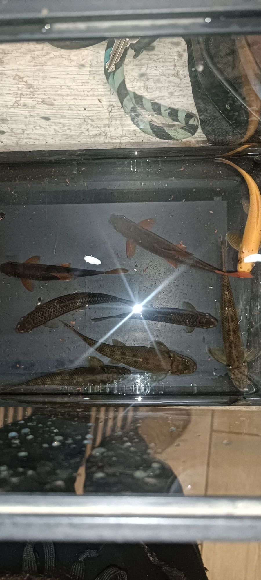 Troco lote de peixes por platys,ou gupys