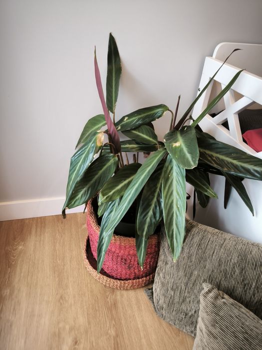 Cómoda da Companhia Inglesa, em pinho nórdico maciço.