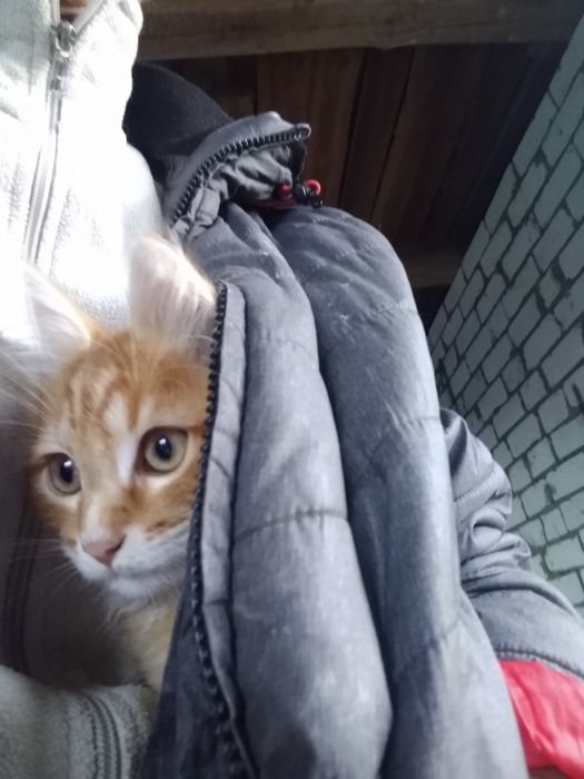 Кошенята в добрі руки