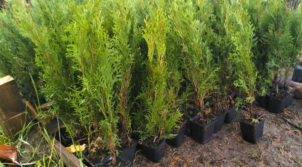 Tuje szmaragd w doniczce 50-60 cm 4 zł