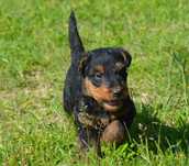 Airedale Terrier - szczenięta ZKWP