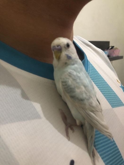 Periquito domésticado/criado a mão