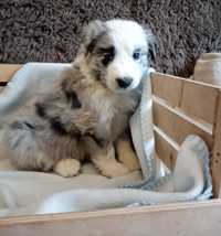 Border collie blue merle piesek