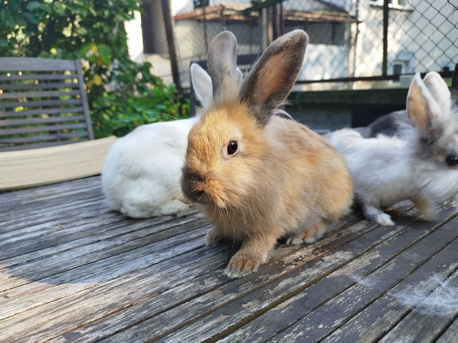 Królik miniaturka, karzełek.