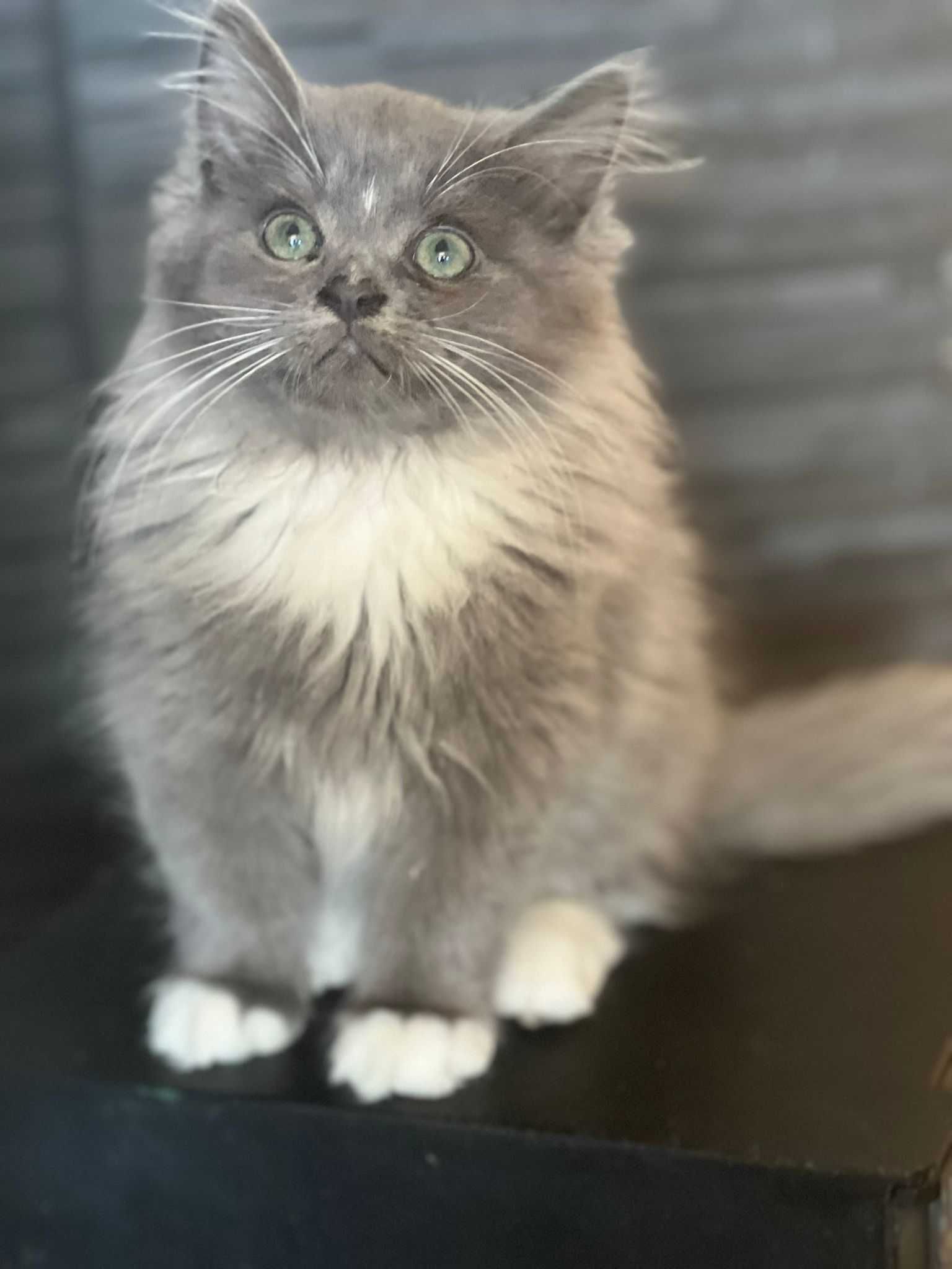 Gatinho Siberiano Macho - Hypoalergénico - Raro em Portugal