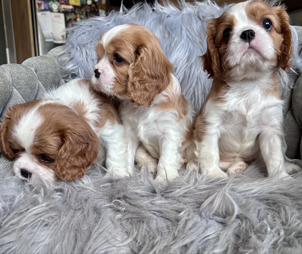 Dziewczynka cavalier king charles spaniel