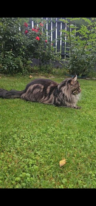 Maine coon Pręgowany