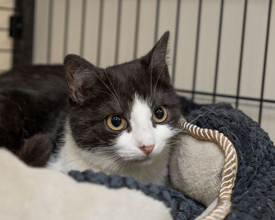 Velma – kotka, której FIV odbiera  marzenia o domu