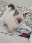 Kocurek RAGDOLL seal mitted cudny