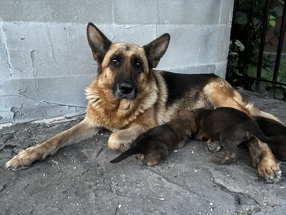 Відам цуценят в добрі руки.