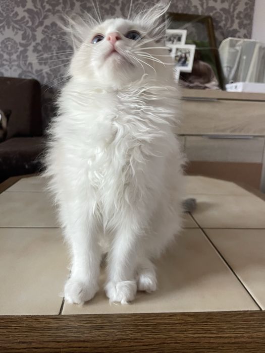 Śliczny kocurek Ragdoll - rodowod FPL - domowa hodowla