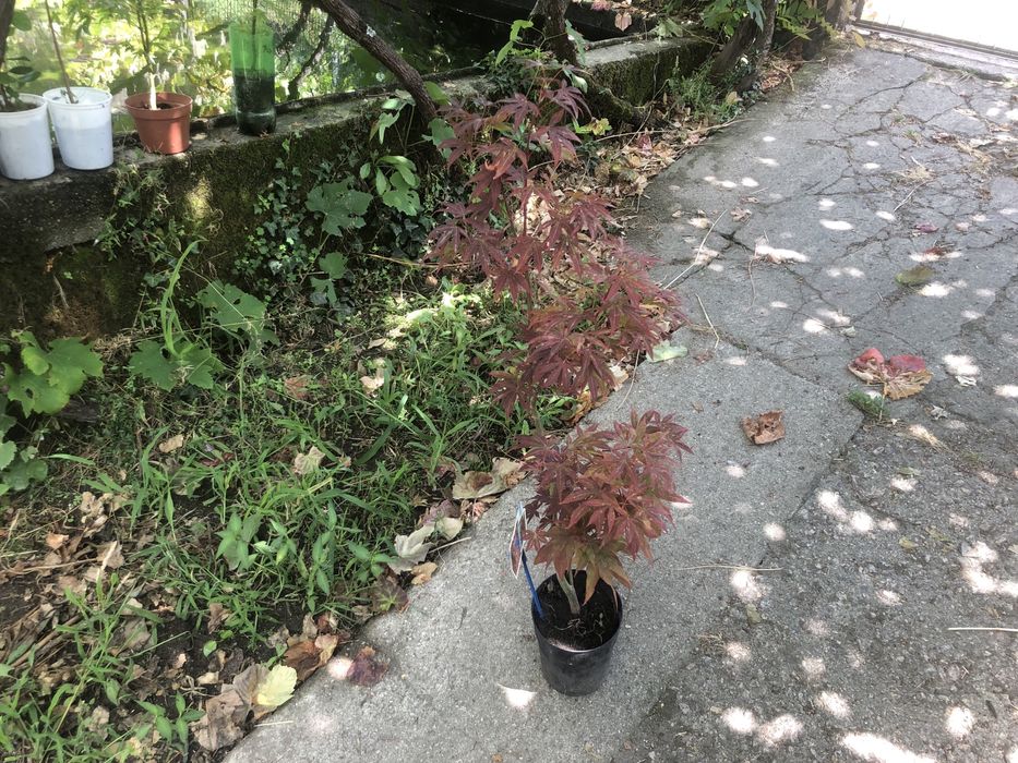 Planta de acer palmatum