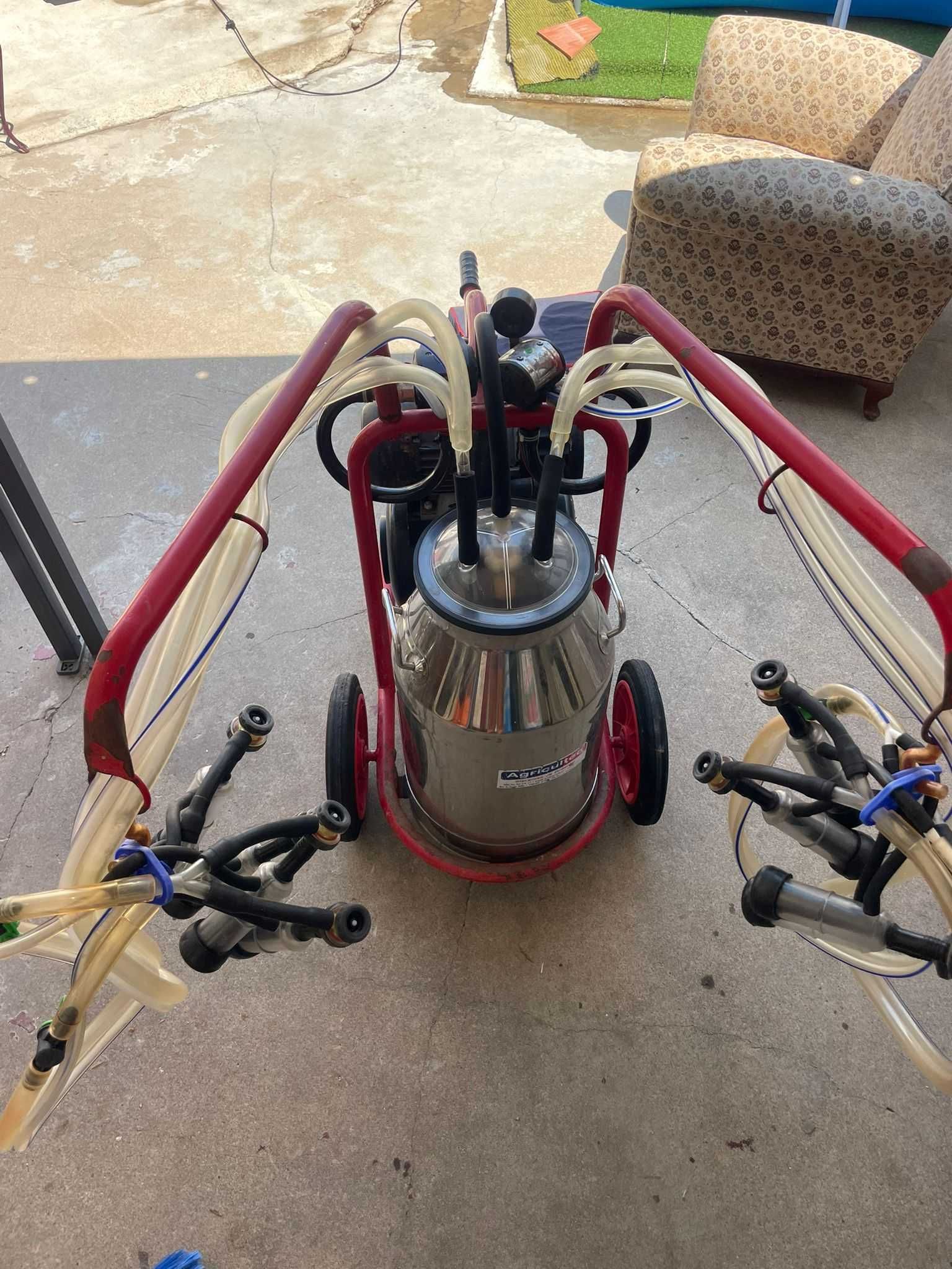 Cabras, amarre de 12 cabras, máquina de ordenha e tanque de 300l